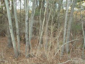 MLS #R1515389 image #0
