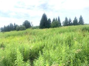 MLS #S1701457 image #0