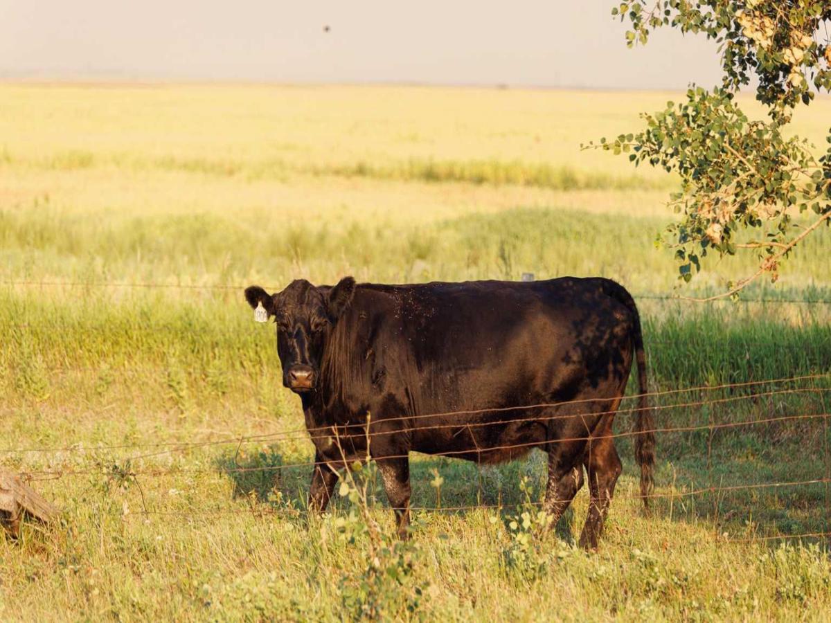 MLS #A2252297 image #0