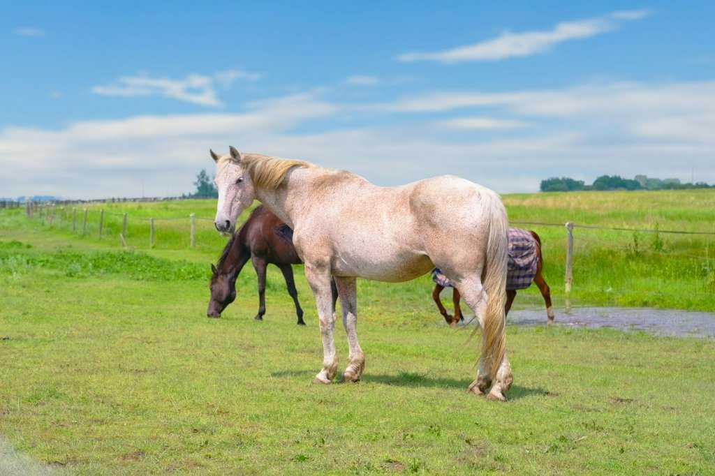 270127 Glenmore Trail Rural Rocky View County AB T0J1X0 | MLS #A2326578 MLS #A2326578 image #0