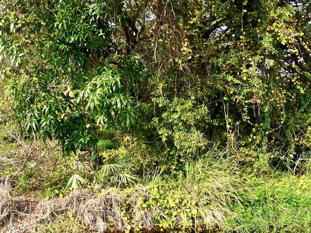MLS #RX-11082816 image #0
