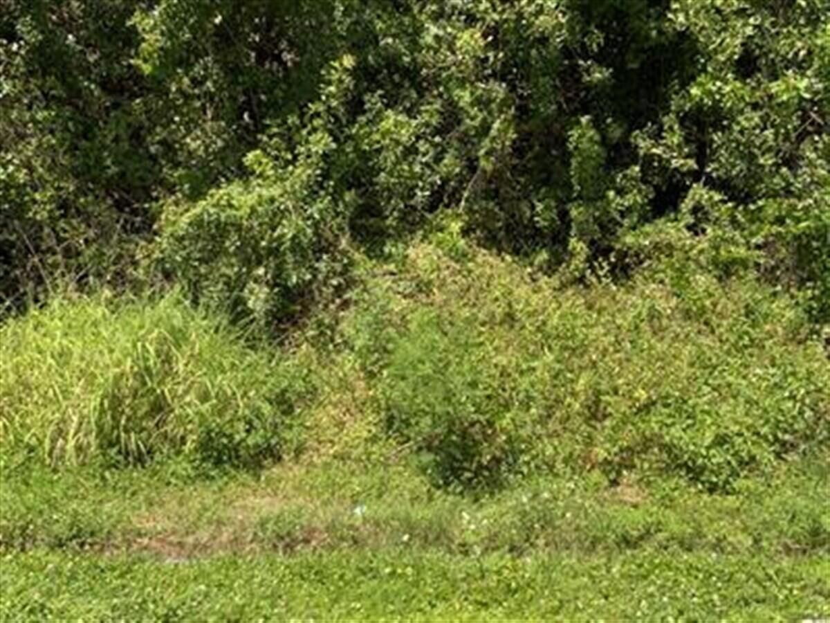 MLS #RX-11137810 image #0