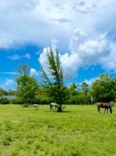 MLS #RX-11151454 image #0