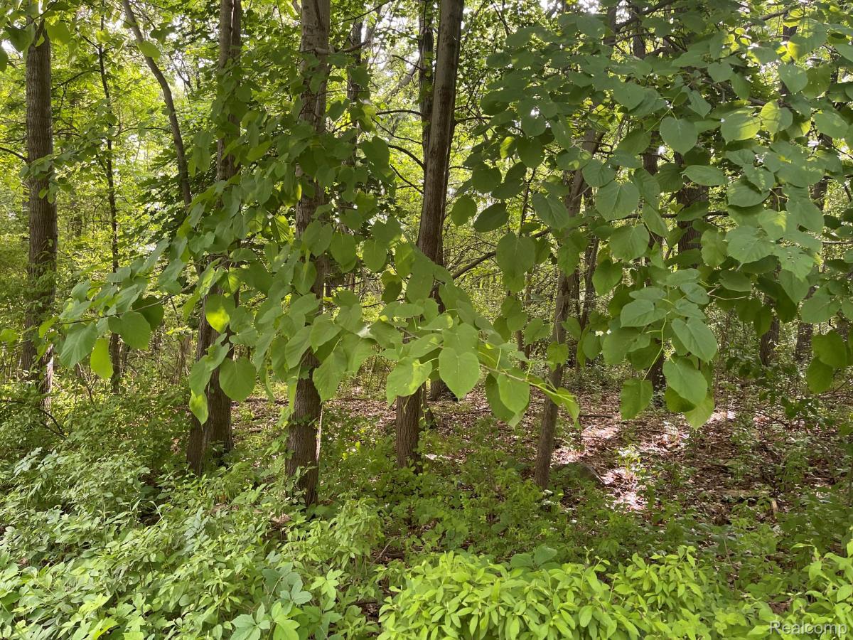 MLS #20261042885 image #0