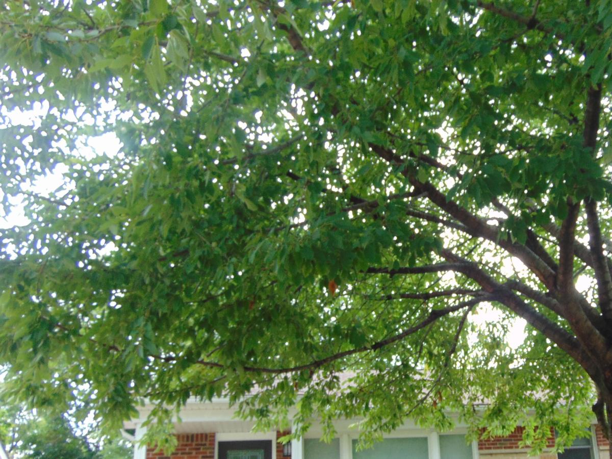 MLS #81026047193 image #0