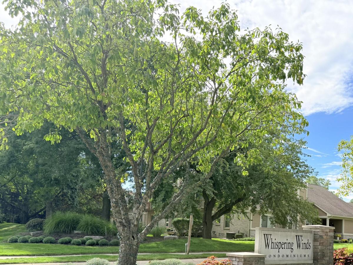 MLS #81026051378 image #0
