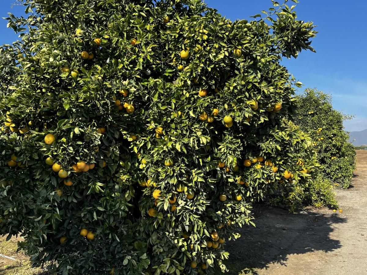 MLS #238989 image #0